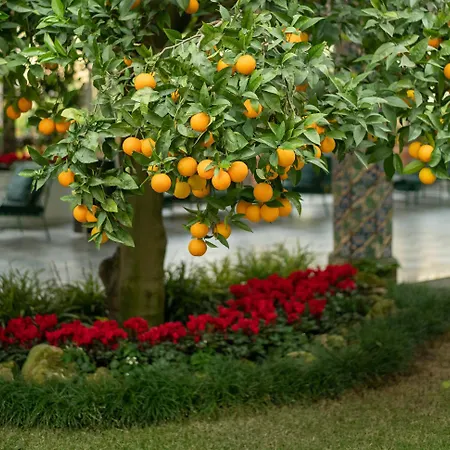 Ξενοδοχείο Grand La Favorita 5*